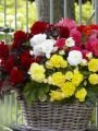 Бегония МУЛЬТИФЛОРА МАКСИМА СМЕСЬ (MULTIFLORA MAXIMA MIXED), 3 шт. (I)