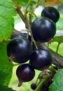 Смородина черная Титания, (Iz) Смородина черная Титания, (Iz)