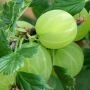 Крыжовник Хиннонмаки Грин, (Iz)