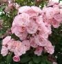 мускусная роза Heavenly Pink (Лэнс) ЗКС 2016 мускусная роза Heavenly Pink (Лэнс) ЗКС 2016