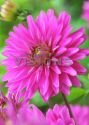 Георгин ГЕРБЕРА (GERBERA) декоративный, 1 шт. (I) Георгин ГЕРБЕРА (GERBERA) декоративный, 1 шт. (I)