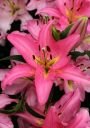 Восточный гибрид ПИНК БУКЕТ, (PINK BOUQUET), 7 шт. (I)