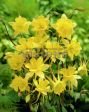 Аквилегия ЙЕЛЛОУ КУИН (YELLOW QUEEN), 2 шт. (I)