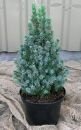 Ель колючая Sanders Blue (IA)