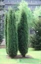 Можжевельник обыкновенный Hibernica (IA)