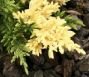 Можжевельник китайский Expansa Variegata (I)