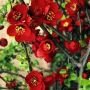 Айва Crimson and Gold (Кримзон энд Голд) (IzА)