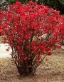 Айва Texas Scarlet (Техас Скарлет) (IzА)