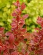 Барбарис тунберга Coral (Корал) (Iz)