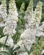 Буддлея White Profusion (УЙАТ ПРОФЬЮЖН), 1 шт.(АIz)