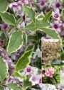 Вейгела Nana Variegata (Нана Вариегата) (Iz)