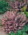 Вереск (эрика) March Seedling (Мач Сидлинг) (Iz) Вереск (эрика) March Seedling (Мач Сидлинг) (Iz)