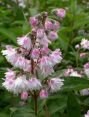 Дейция шершавая Codsall Pink (Кодселл Пинк) (Iz)