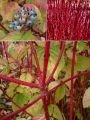 Дерен белый Sibirica (Сибирика) (АIz)