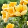 Кампсис укореняющийся Флава (Flava) (Iz)