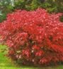 Бересклет европейский Рэд Каскад (Red Cascade) (AIz) Бересклет европейский Рэд Каскад (Red Cascade) (AIz)