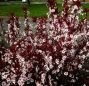 Слива карликовая цистена (Prunus cistena) (Iz)