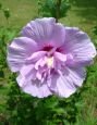 Гибискус Лаванда Шифон (Lavender Chiffon), 1 шт. (A)