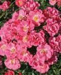 роза флорибунда Unicef-Rose (Юнисеф Роуз) Кордес, ЗКС