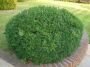 Самшит sempervirens, (A)