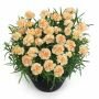 Гвоздика Sunflor POT Bling Bling , 3 шт. (I)
