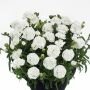 Гвоздика Sunflor POT Cosmos, 3 шт. (I)