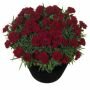 Гвоздика Sunflor POT Chocolate, 3 шт. (I)
