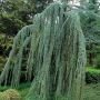 Кедр ливанский Glauca (I)