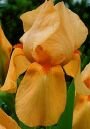 Ирис бородатый АПРИКОТ СИЛК (Apricot Silk), 2 шт. (I)